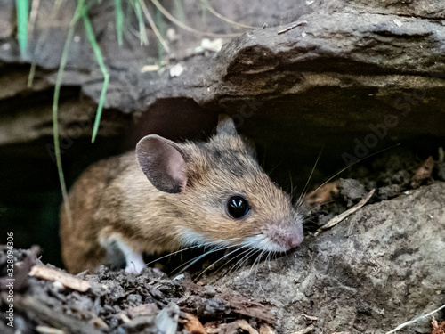 Yellow necked mouse (Apodemus flavicollis) photo