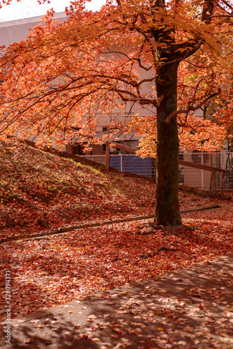 秋イメージ 紅葉と落葉