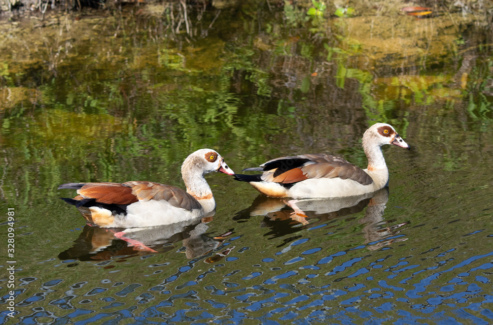 Obraz premium Pair of Egyptian geese with buff, brown, and white feathers and dark brown eye patches are swimming in dark blue green water with reflections of the green and rocky water's edge.