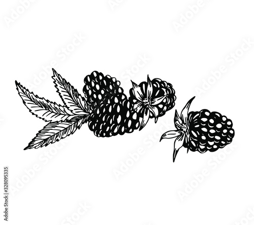 Fototapeta Naklejka Na Ścianę i Meble -  Blackberry with leaves in line art style.