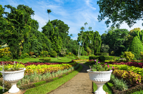 Royal Botanic Gardens, Peradeniya are about 5.5 km to the west of the city of Kandy in the Central Province of Sri Lanka. It attracts 2 million visitors annually. It is near the Mahaweli River. photo