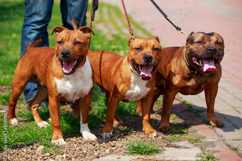 Slika na platnu American staffordshire terrier