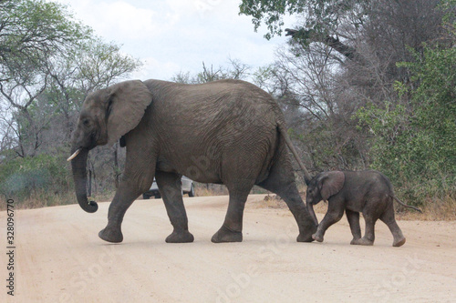 A baby elephant walking along a dirt road with mom in south africa
