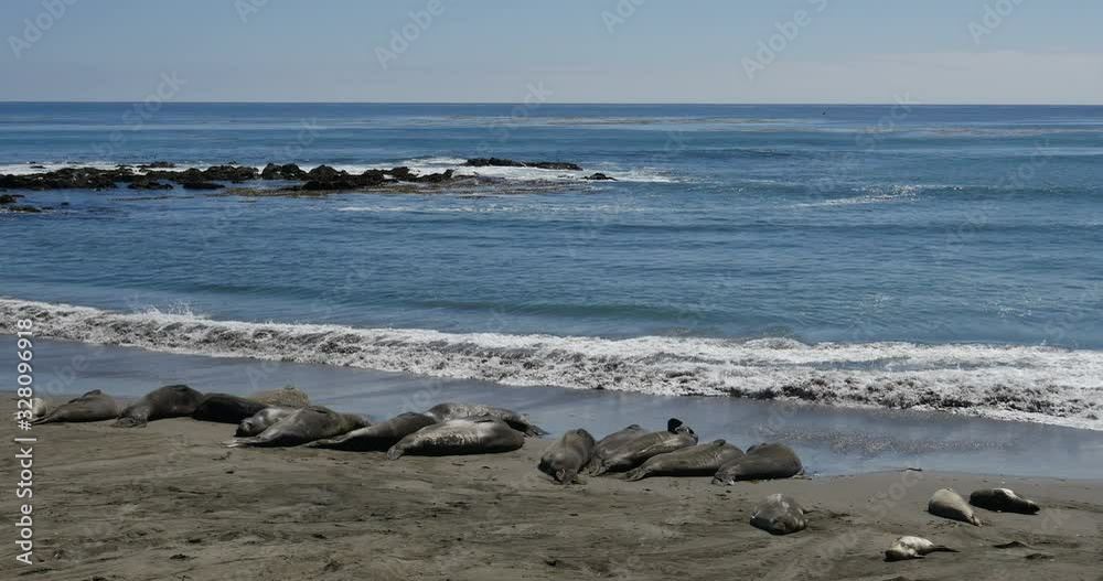 Elephant Seals in San Piedras Blancas Rookery in San Simeon California Elephant Seals in San Piedras Blancas Rookery in San Simeon California