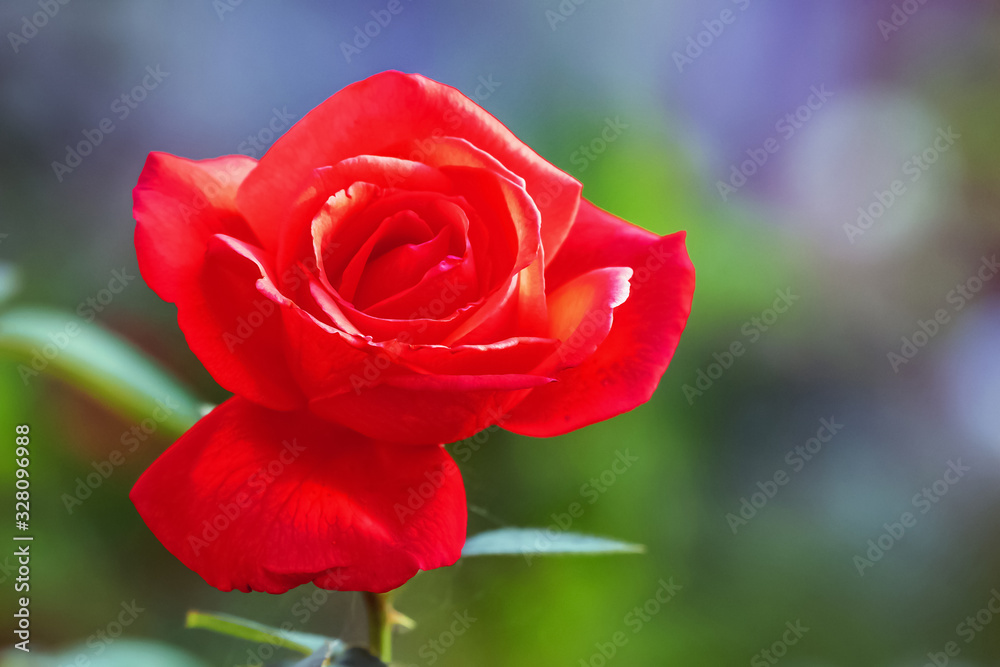 Red rose in the garden on blurred background_ Red rose in the garden on blurred background_