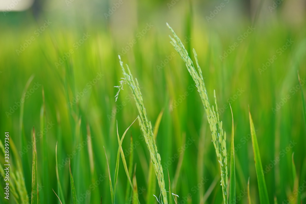 grass on green background grass on green background