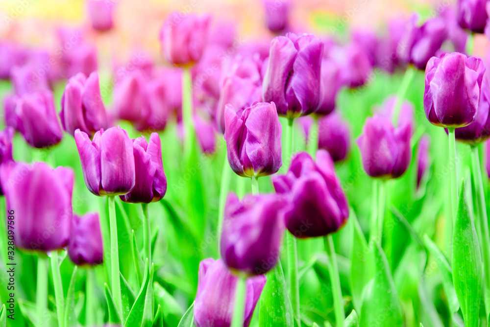 Beautiful purple tulips in the garden.