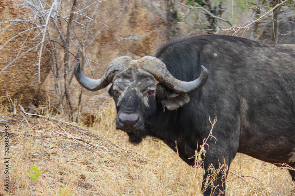 A water buffalo standing on top of a dry grass field in south africa
