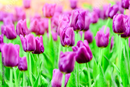 Beautiful purple tulips in the garden.