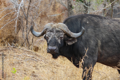 A water buffalo standing on top of a dry grass field in south africa