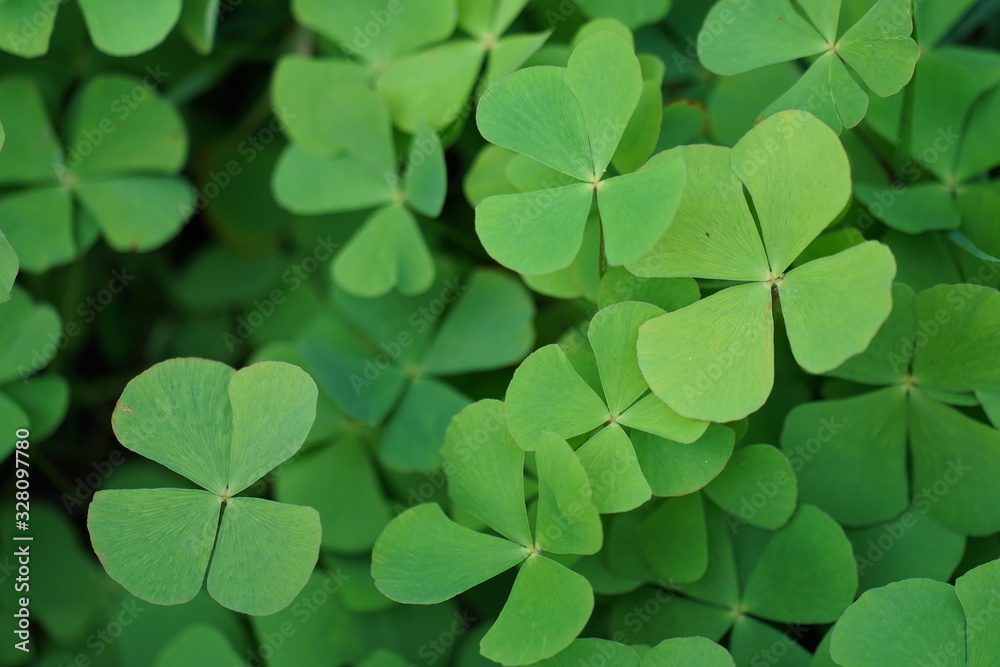 clover background clover background