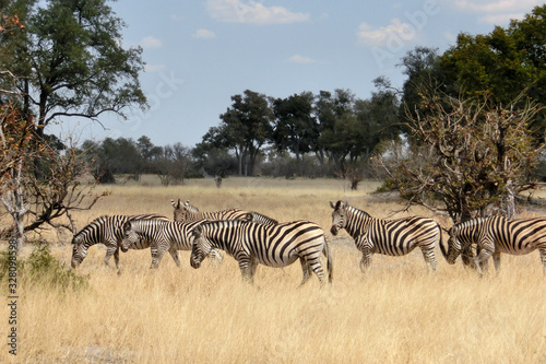 Equus quagga burchellii