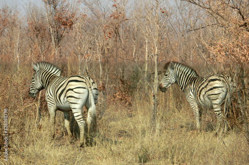 Equus quagga burchellii