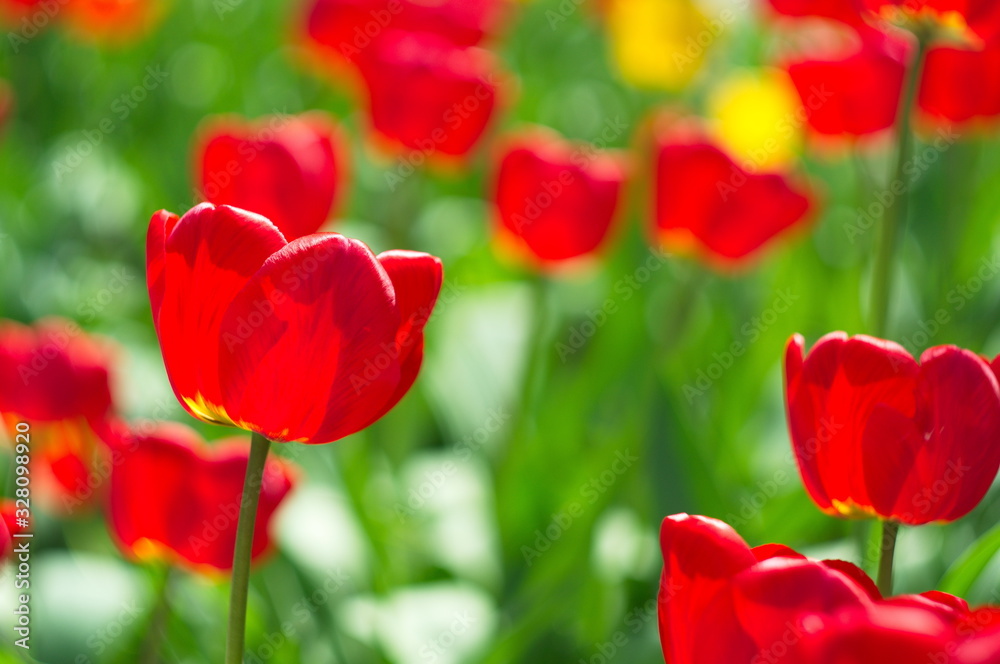 Obraz premium Blooming tulips. Bokeh blur in the background. Spring. Wallpaper for screensavers.