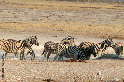 Equus quagga burchellii