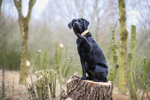 Junger schwarzer Labrador im Frühling