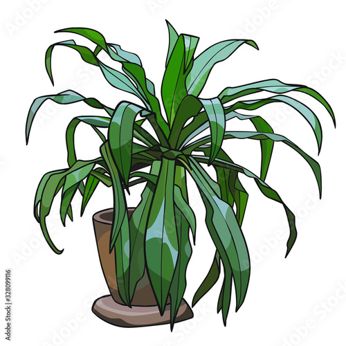 Green lush plant of aspidistra in earthenware pot