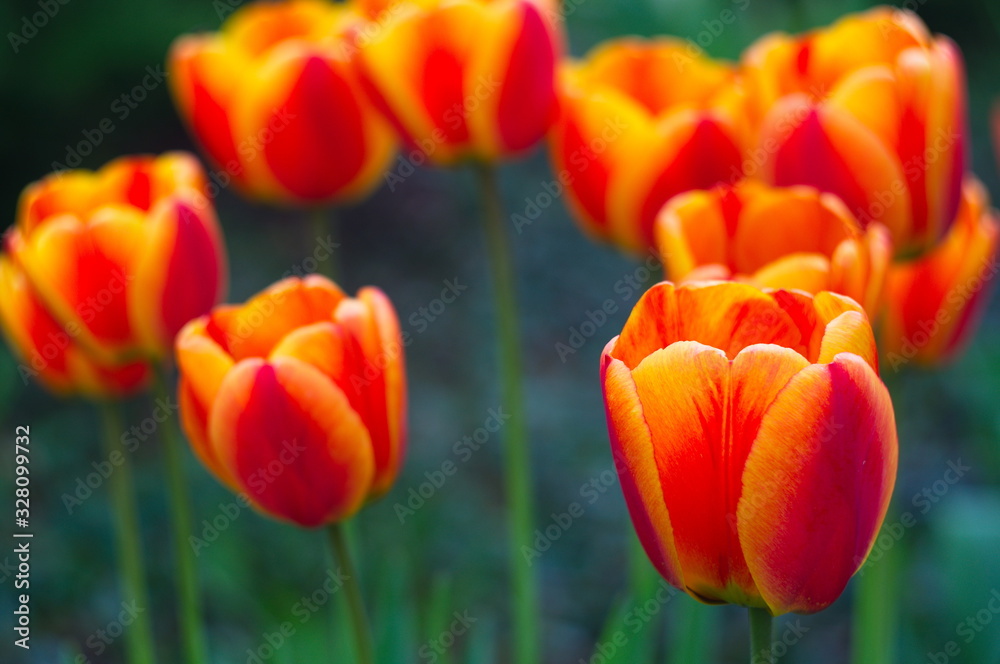 Blooming tulips. Bokeh blur in the background. Spring. Wallpaper for screensavers. Blooming tulips. Bokeh blur in the background. Spring. Wallpaper for screensavers.