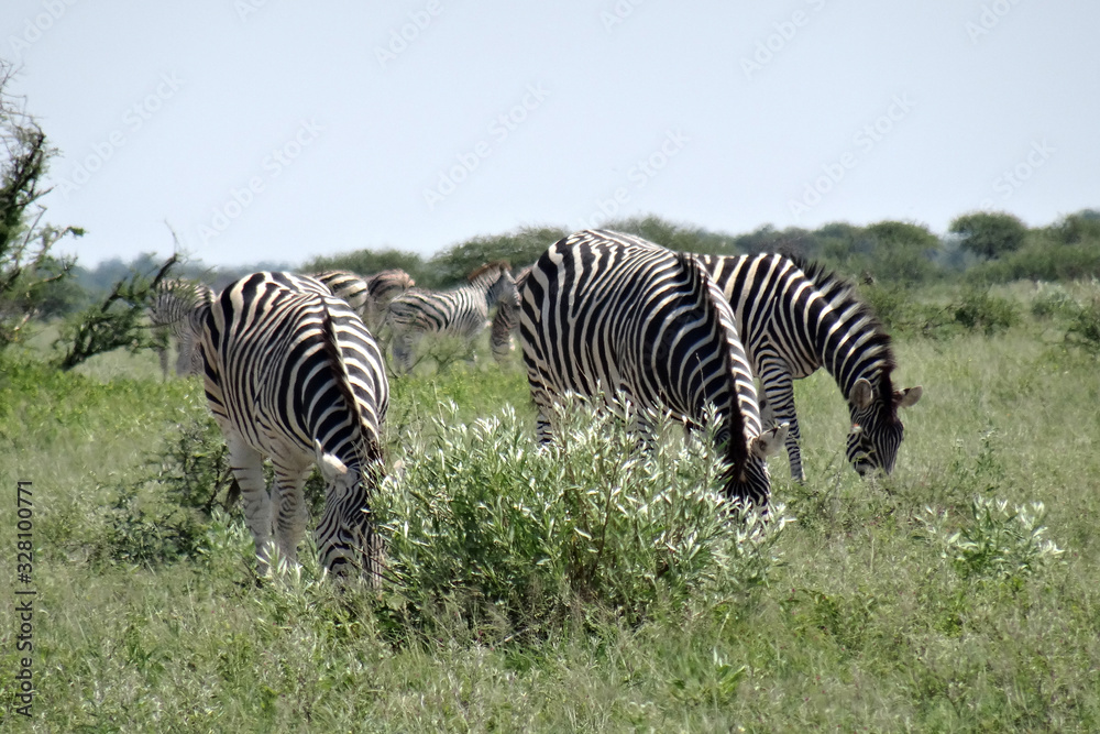 Fototapeta premium Equus quagga burchellii