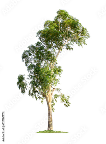 Eucalyptus tree isolated on white background