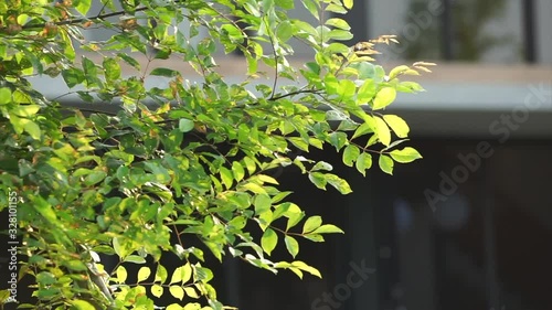 Closeup branches of green leaves blowing by the wind in the sunny day with blurred modern house in background