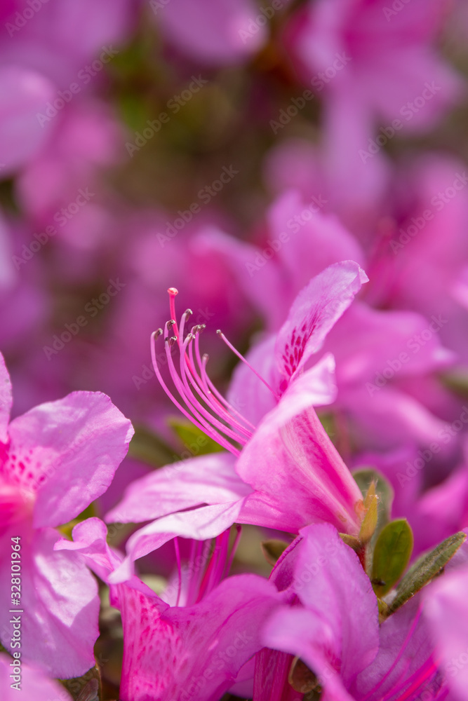 Obraz premium Fiore rosa a cinque petali
