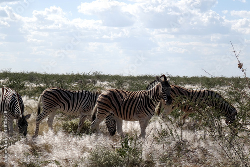 Equus quagga burchellii photo