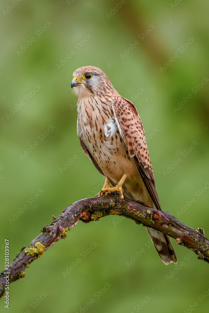 Eurasian Kestrel - Falco tinnunculus, beautiful bird of prey from European and Asian forest, Hortobagy, Hungary. Eurasian Kestrel - Falco tinnunculus, beautiful bird of prey from European and Asian forest, Hortobagy, Hungary.