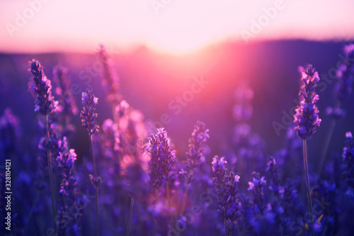 Lavender flowers at sunset in Provence, France. Macro image, shallow depth of field. Beautiful floral background