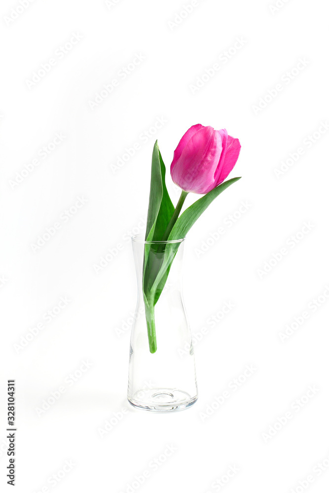 beautiful pink Tulip in a transparent vase on a white background. spring composition beautiful pink Tulip in a transparent vase on a white background. spring composition