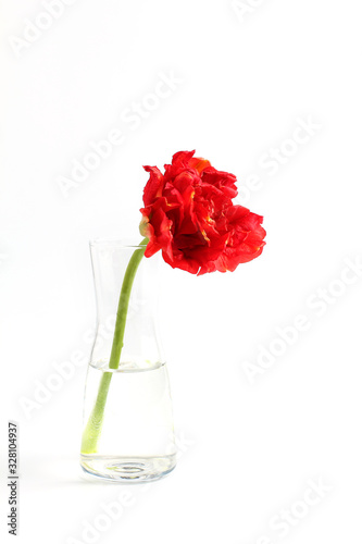 beautiful lush red flower in a transparent vase on a white background. Tulip flower