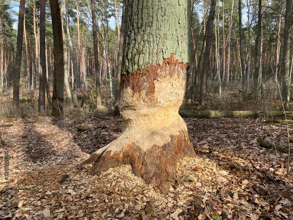 backwaters in the woods, pond in the woods, old tree, trees bitten by a beaver backwaters in the woods, pond in the woods, old tree, trees bitten by a beaver