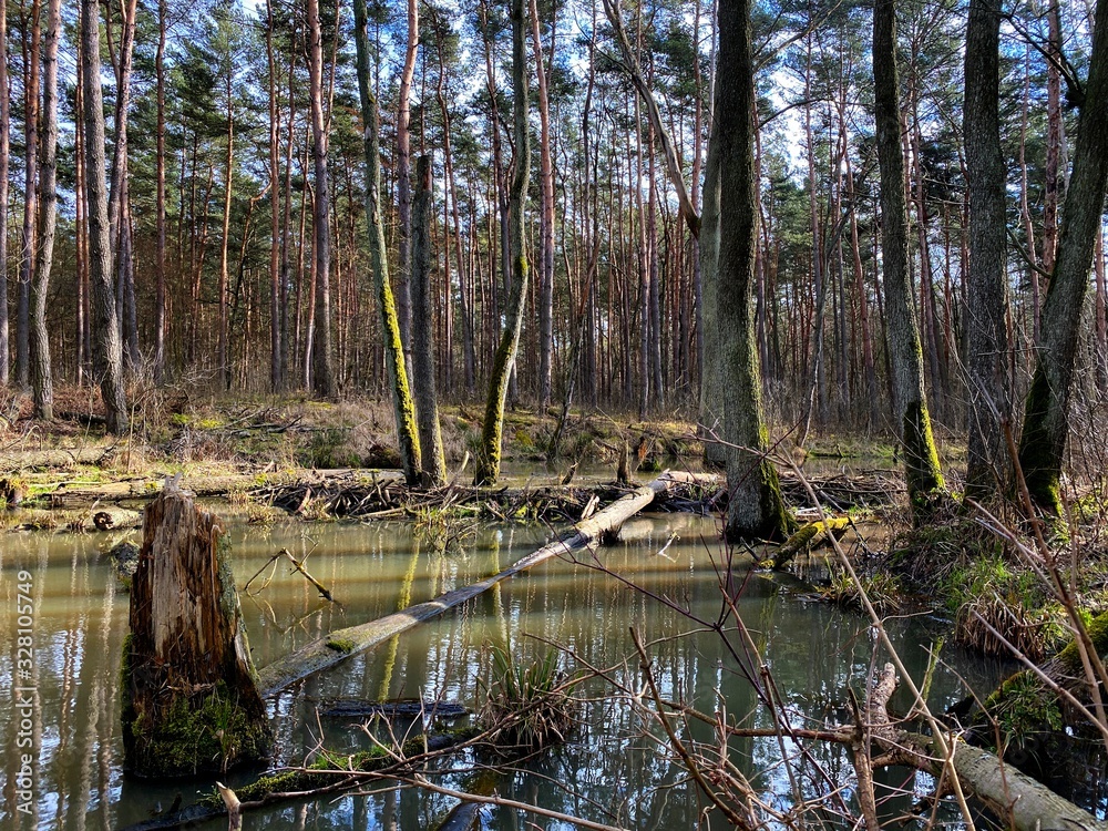 backwaters in the woods, pond in the woods, beaver grounds backwaters in the woods, pond in the woods, beaver grounds