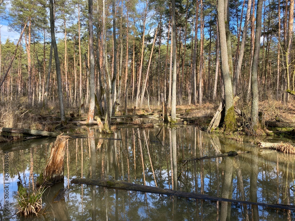 backwaters in the woods, pond in the woods, beaver grounds backwaters in the woods, pond in the woods, beaver grounds