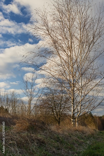 Trees in landscape