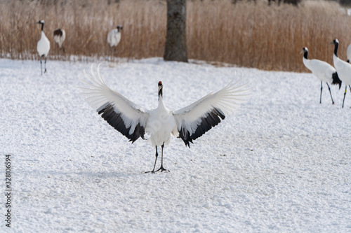 whooper swan