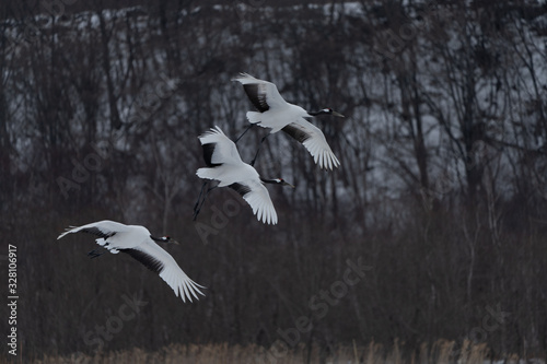 whooper swan