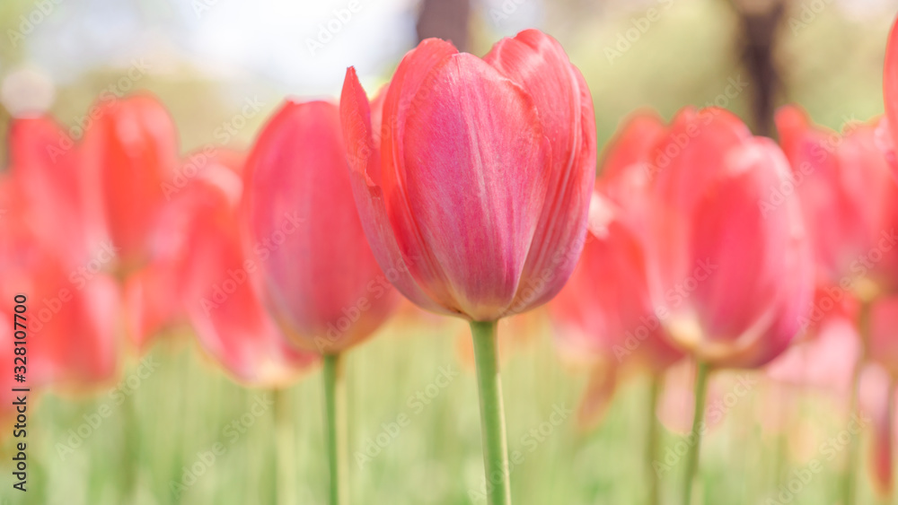 Beautiful background of tulips growing in the garden Beautiful background of tulips growing in the garden