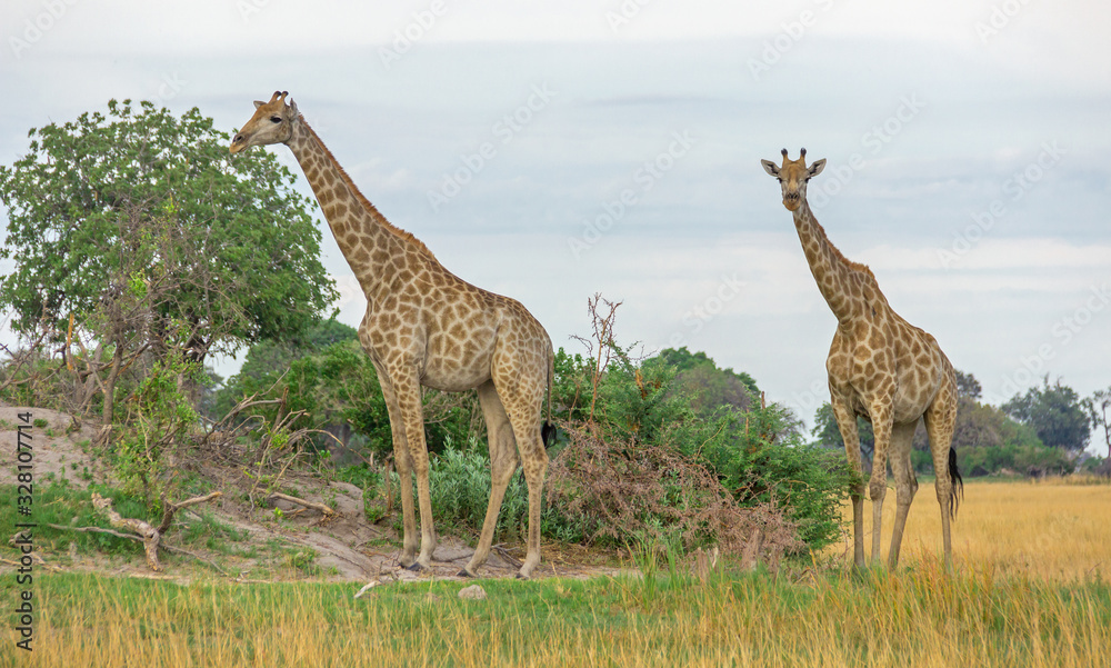 Fototapeta premium Giraffe