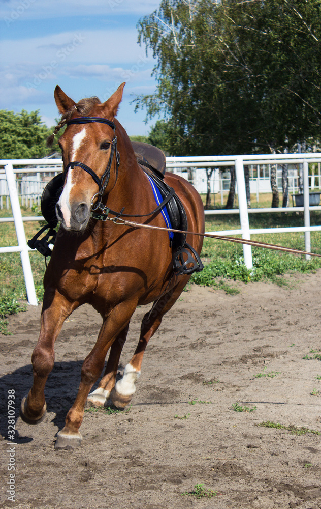 animal, animals, beautiful, beauty, brown, competition, day, domestic, ear, equestrian, equine, eye, farm, female, field, flat, fun, gallop, grass, green, horse, horse poster, horse training, horsebac animal, animals, beautiful, beauty, brown, competition, day, domestic, ear, equestrian, equine, eye, farm, female, field, flat, fun, gallop, grass, green, horse, horse poster, horse training, horsebac