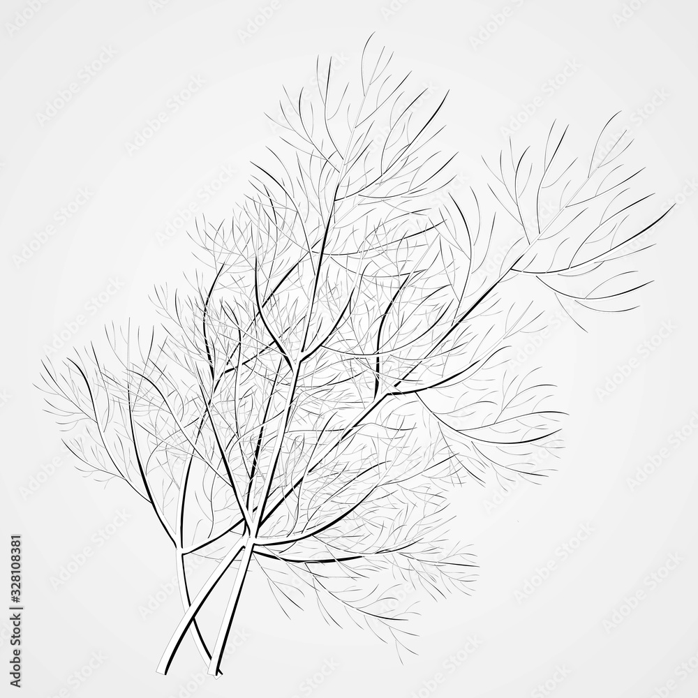 Obraz premium A sprig of dill. Isolated vector illustration. Herbal nature plant. Botanical illustration