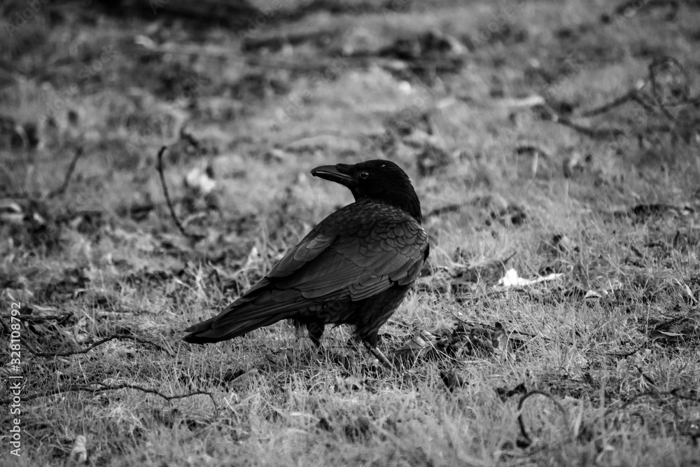 Fototapeta premium black crow on a rock