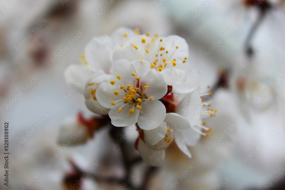 White flowers bloom on a tree branch in the spring. Beautiful white petals of flowerson white background. Tree blossom. Spring flowering in the trees.