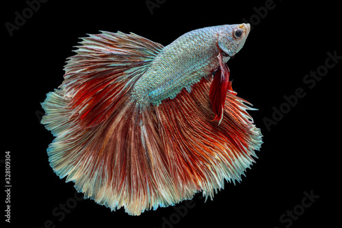 Fotografía The moving moment beautiful of orange and white siamese betta fish or fancy betta splendens fighting fish in thailand on black background
