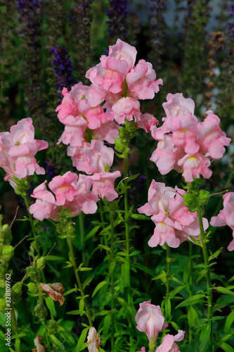  Löwenmäuler oder Löwenmäulchen (Antirrhinum) Pflanze mit rosa Blüten photo