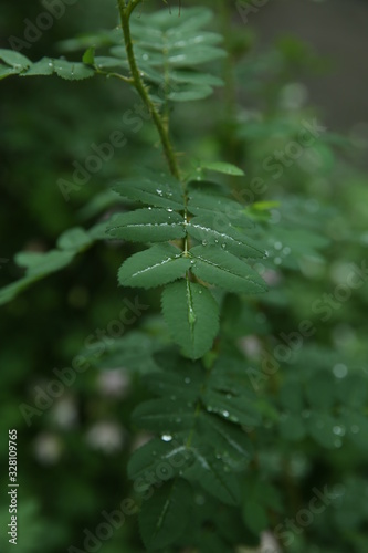 Dew drops on green leaves, early in the morning