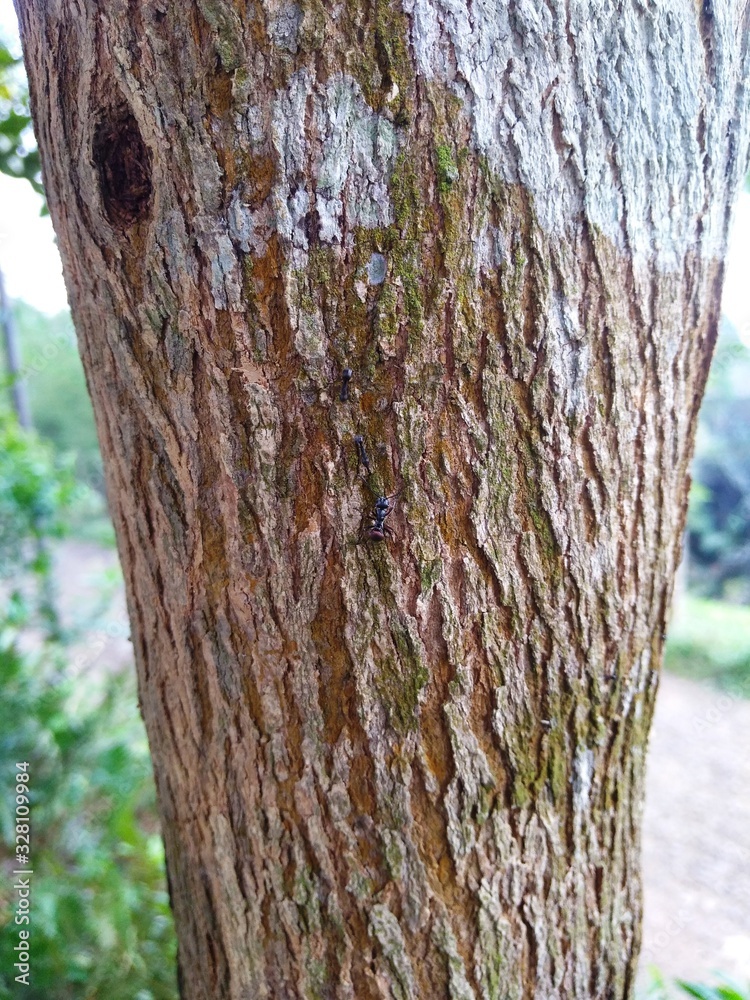 Fototapeta premium tree trunks with ants
