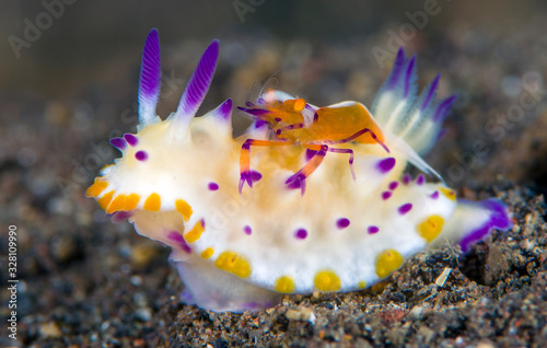 Nudibranch - Mexichromis multituberculata with Zenopontonia rex (Emperor Shrimp). Symbiosis in the underwater world. Macro photography. Diving in Tulamben, Bali, Indonesia. photo