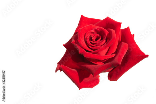 Beautiful red rose flower isolated on white background
