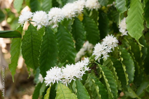 Coffee tree with white color flower blossom and green leaves in garden